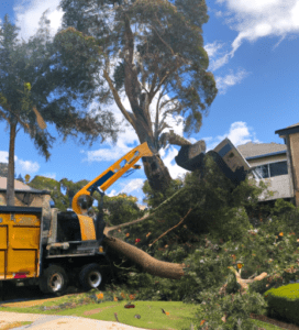 The Best Tree Removal Gold Coast