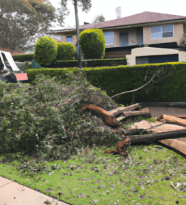 The Best Tree Removal Sydney and Beyond