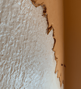 Warning Signs of Termite Infestation in Your Home