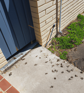 Best Pest Control Melbourne