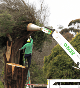 The Best Tree Removal Melbourne and Beyond