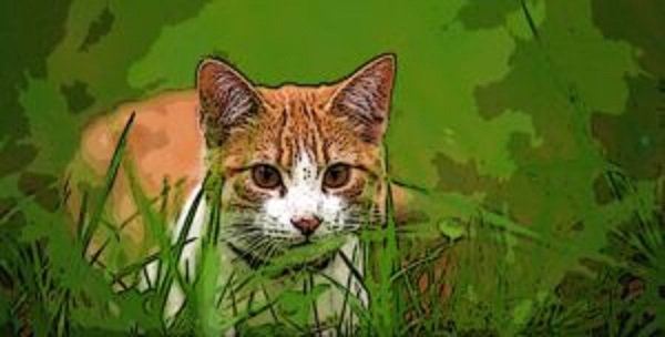 Cat Story for Kids - Whiskers - 1