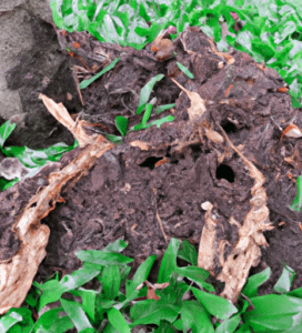 Uncovering Termites in Your Garden