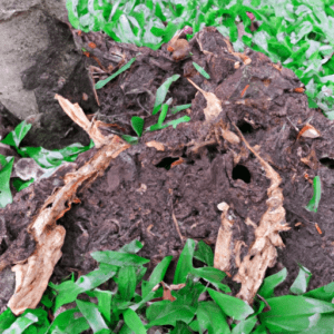 Uncovering Termites in Your Garden