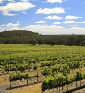 Wineries and Vineyards in Australia